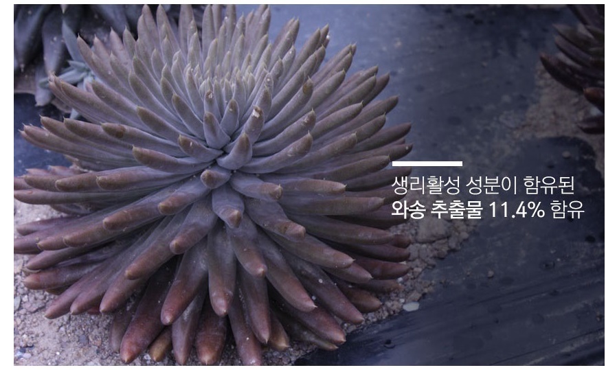 설와송 와송 바디로션 300ml 1개 이미지 6