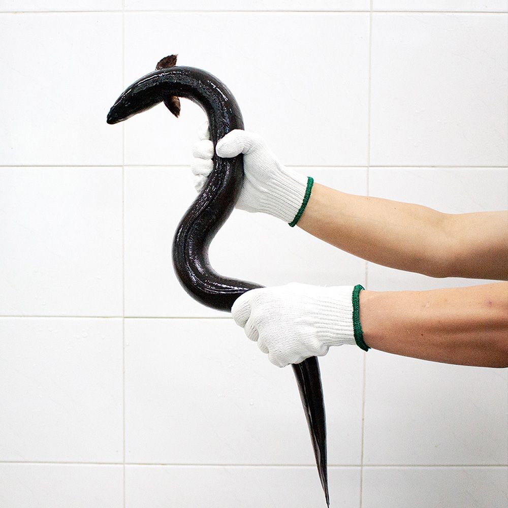 산지직송 국내산 고창 풍천 장어 양념 자연산 손질 자포니카 450g, 2개 - 상세 이미지 2