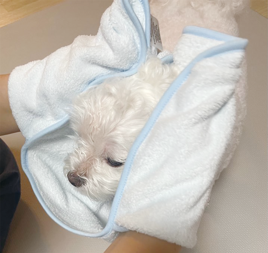 시나모롤 애견 극세사 펫타올 2종 강아지 고양이 목욕 수건 무릎 담요 사무실 - 상세 이미지 5