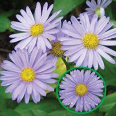 꽃씨앗 벌개미취 꽃 야생화 종자 품종 정원 500립