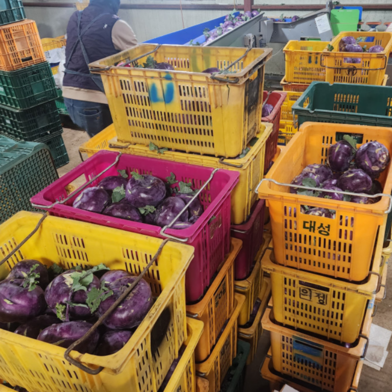자연가득 제주 스위트 콜라비 2kg-10kg - 상세 이미지 4