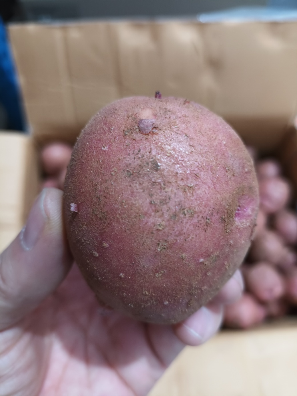 포슬한 카스테라 빨간 홍감자 특, 3kg, 1개 - 상세 이미지 5