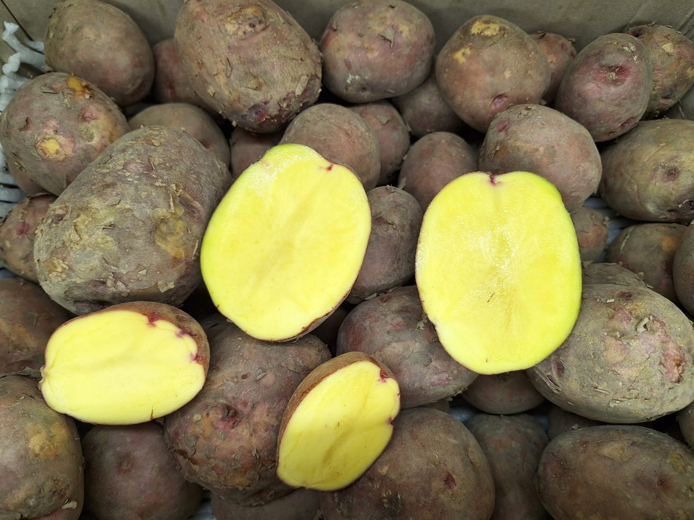 포슬한 카스테라 빨간 홍감자 특, 3kg, 1개 이미지 8
