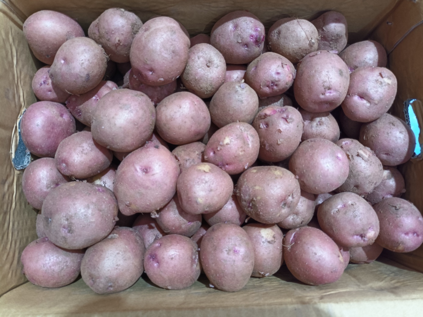 포슬한 카스테라 빨간 홍감자 특, 3kg, 1개 - 상세 이미지 2
