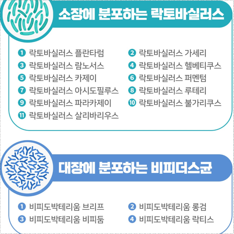 포스트바이오틱스 유산균 1통 락토바실러스가세리 람노서스 포스트바이오스틱 - 상세 이미지 5