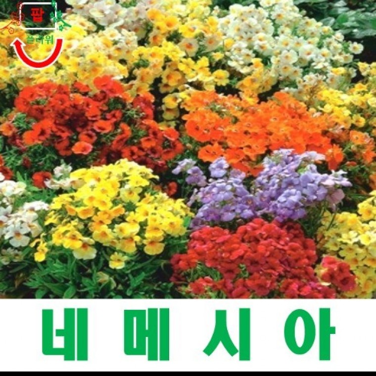 네메시아 카니발 혼합 씨앗 25립 - 메인 이미지