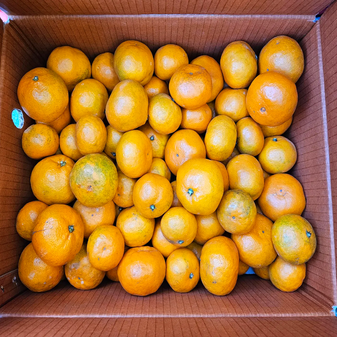 비가림하우스귤 만다린귤 진지향 제주 서귀포 10키로 5키로 맛있는 감귤 고당도 로얄과 소과