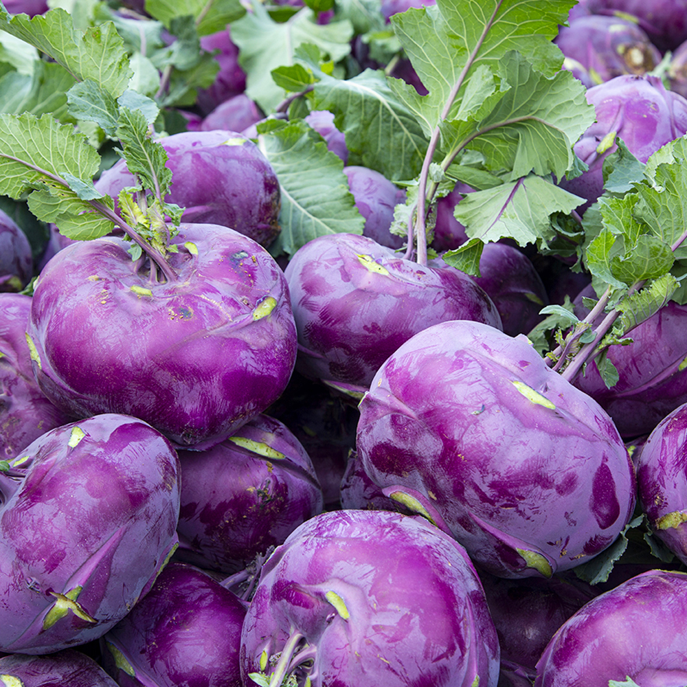 제주 콜라비 고당도 3kg 5kg