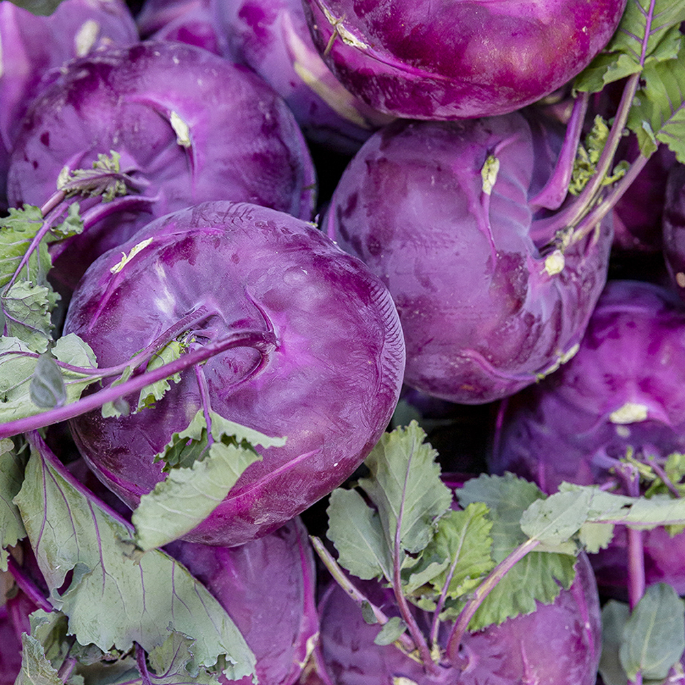 제주 콜라비 고당도 3kg 5kg