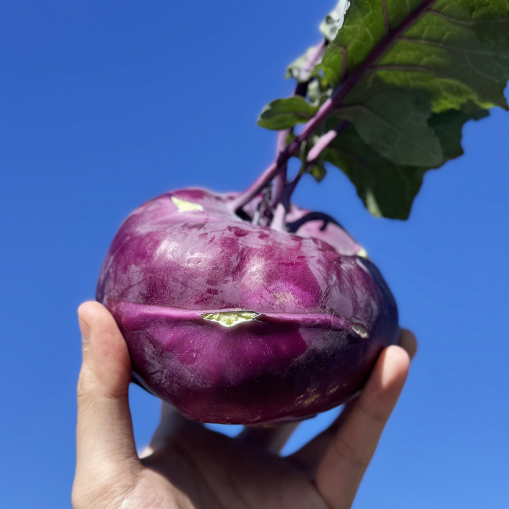 제주 콜라비 고당도 3kg 5kg