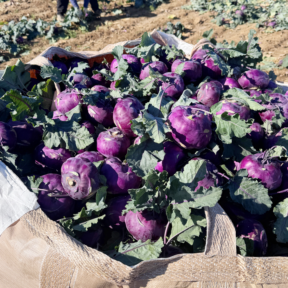 제주 콜라비 고당도 3kg 5kg