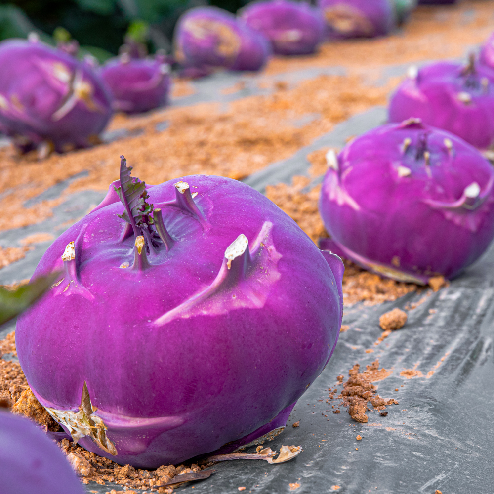 제주 콜라비 고당도 3kg 5kg