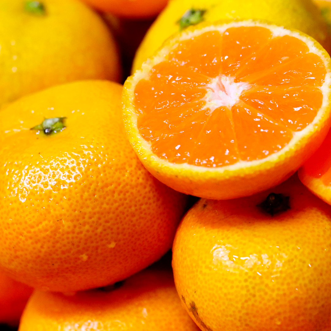 비가림하우스귤 만다린귤 진지향 제주 서귀포 10키로 5키로 맛있는 감귤 고당도 로얄과 소과