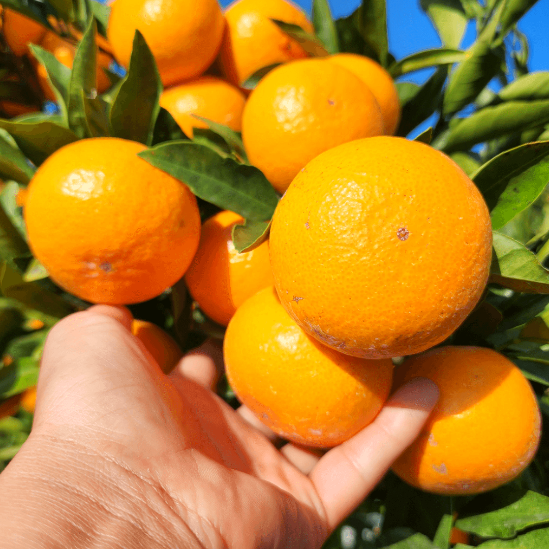 비가림하우스귤 만다린귤 진지향 제주 서귀포 10키로 5키로 맛있는 감귤 고당도 로얄과 소과
