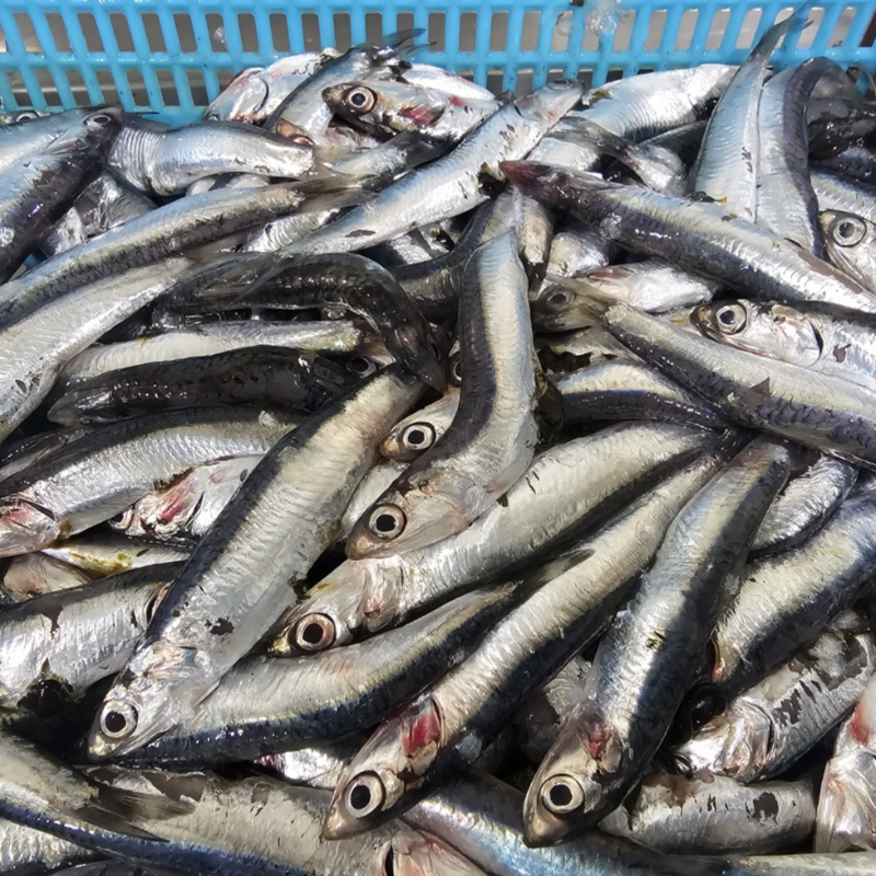 자연가득 급냉 손질 생멸치 500g - 상세 이미지 2