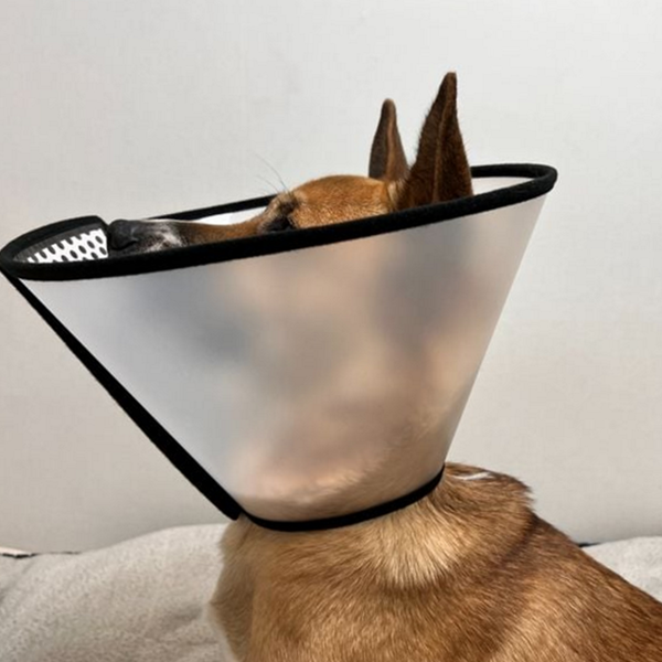 반투명 강아지 넥 카라 보호대 고양이 넥 카라 반려동물 깔대기