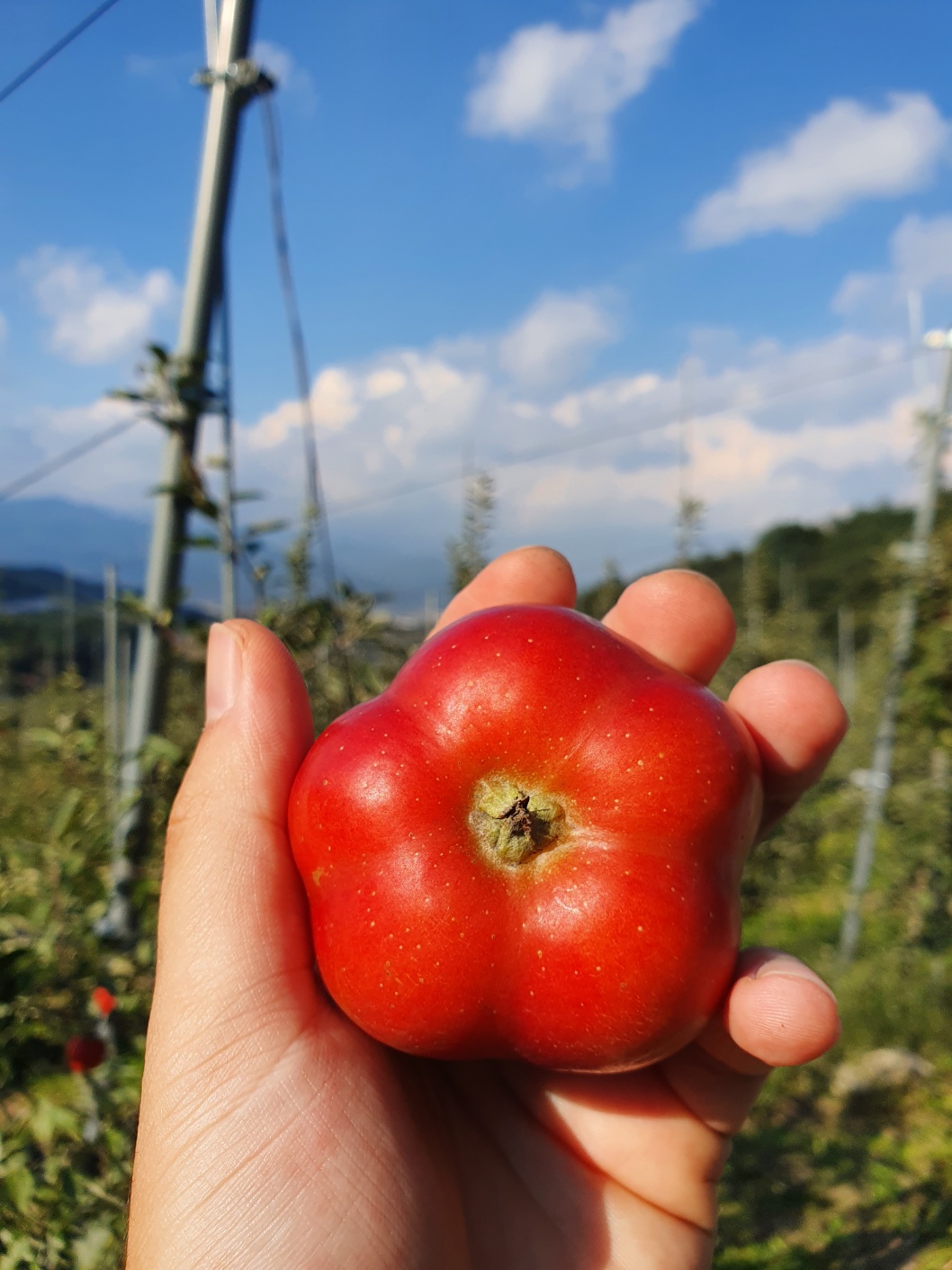 경북사과 청송사과 안동사과 부사사과 사과선택법