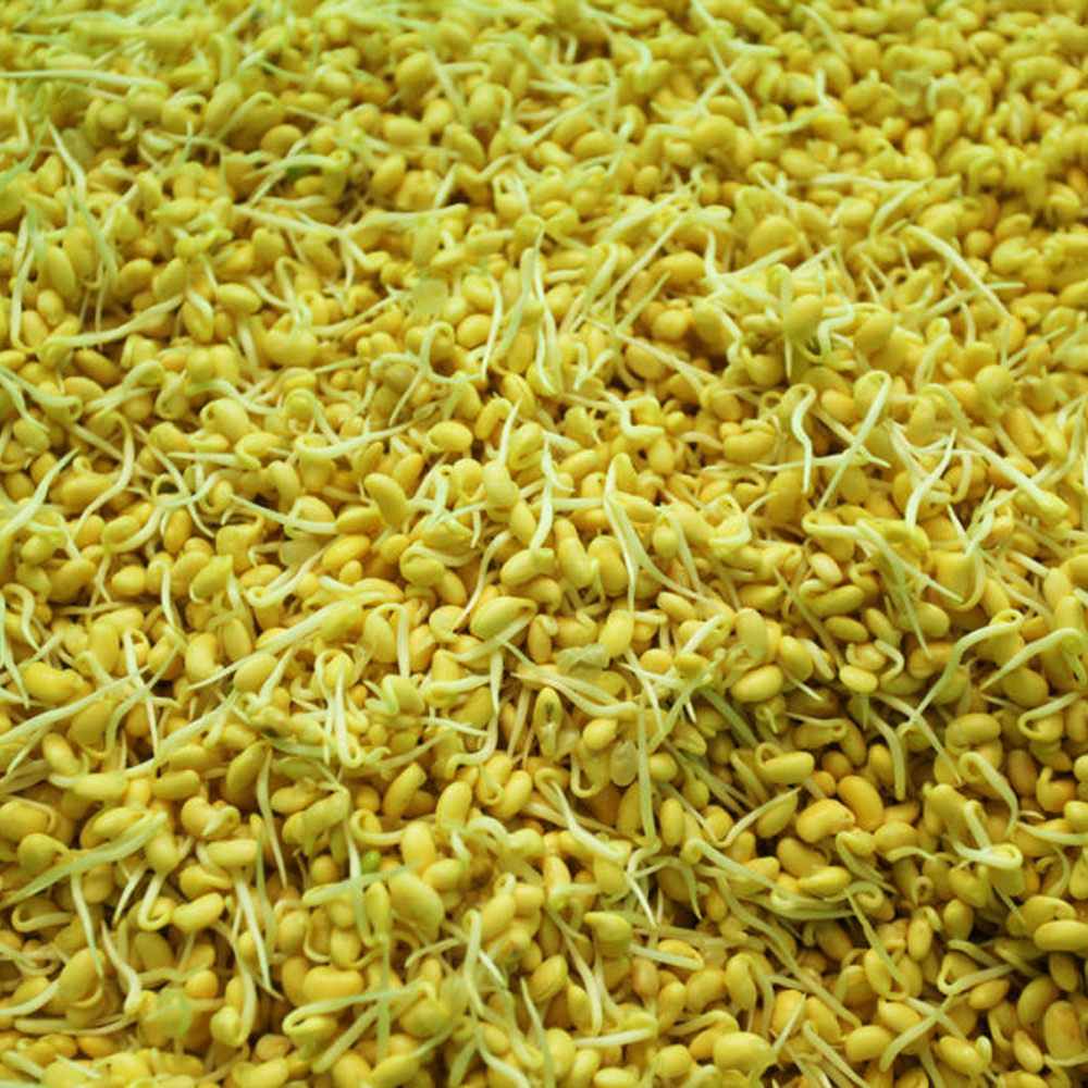 국내산 무농약 콩나물 NON-GMO 신선 콩나물 1kg 국거리 나물용 - 상세 이미지 3