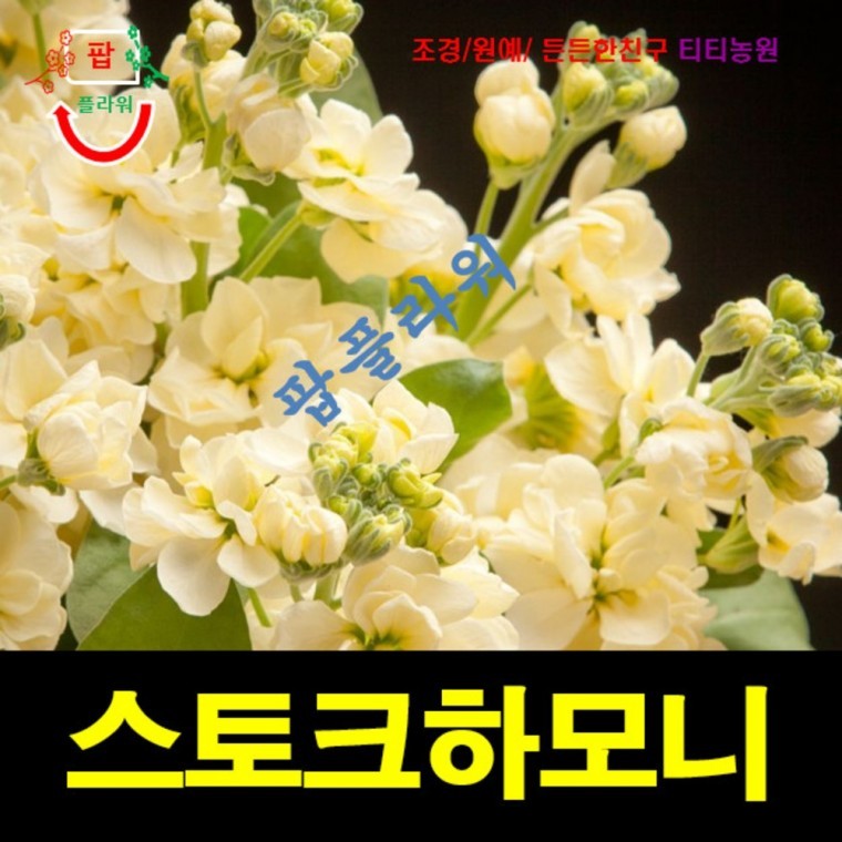 스토크하모니 크림옐로우 씨앗 15립 비단향꽃무 십자화 - 상품 이미지