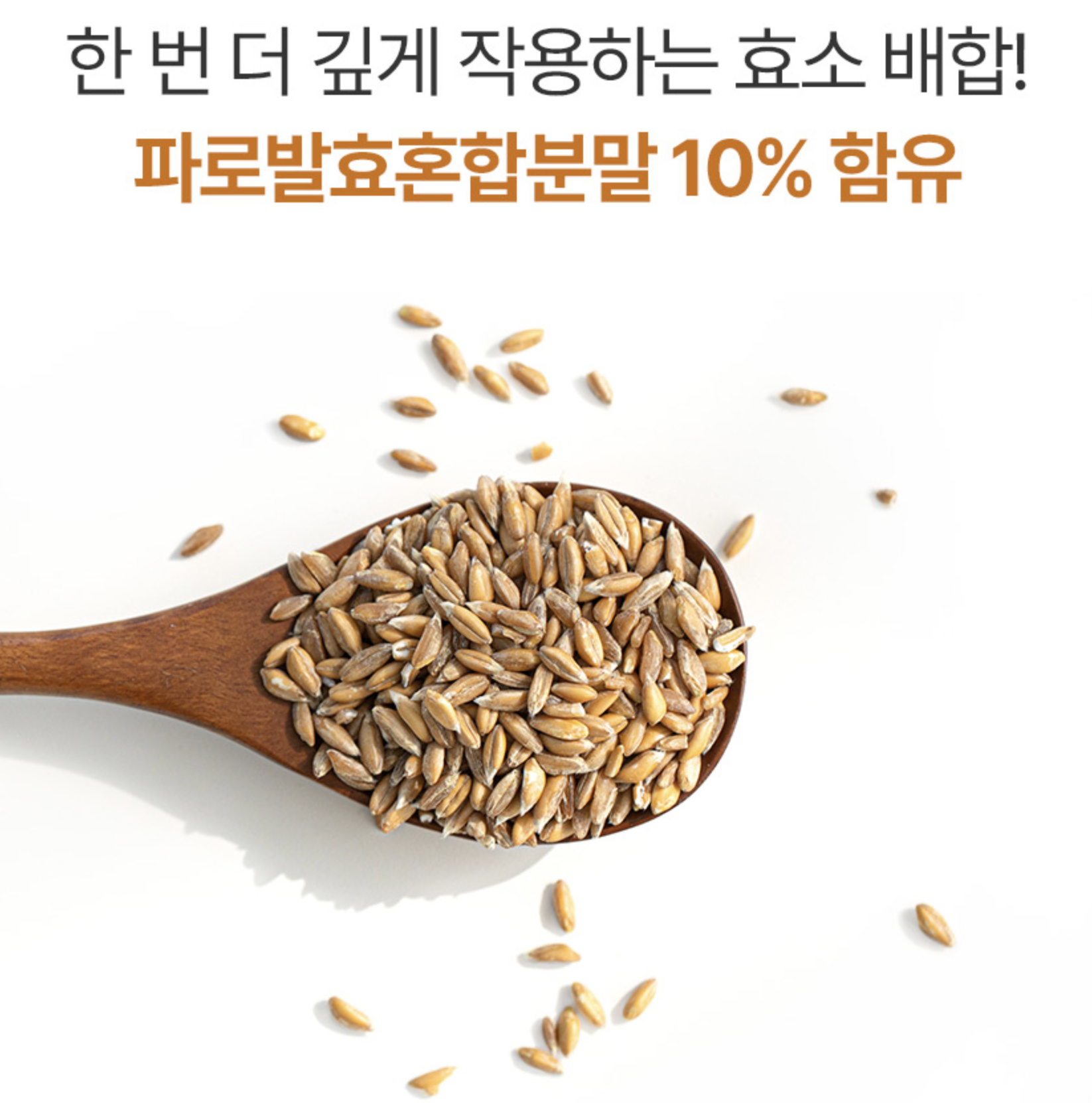 카모트 호라산밀카무트효소 파로곡물효소 글루텐분해효소 임산부 이미지 8