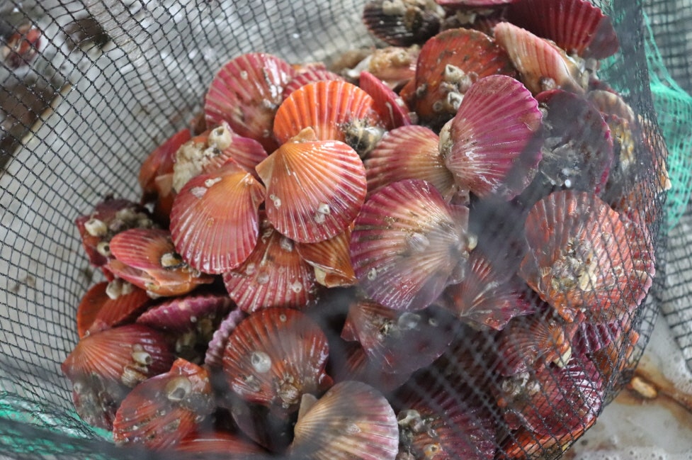 나나수산 국내산 제철 홍가리비 1kg (20미내외)구성 - 상세 이미지 2