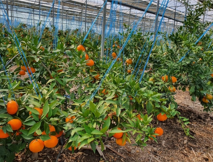 제주 고당도 홍매향 붉은귤 빨간귤 2.5kg - 상세 이미지 4