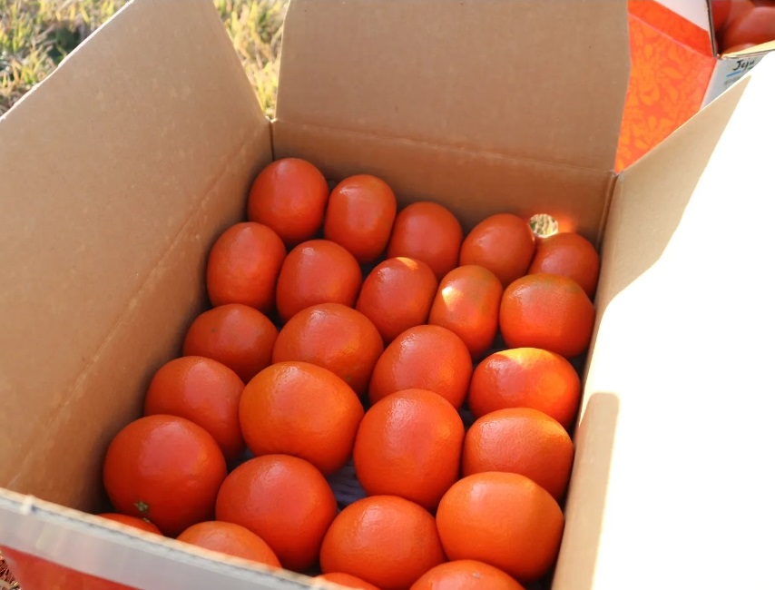 제주 고당도 홍매향 붉은귤 빨간귤 2.5kg - 상세 이미지 3