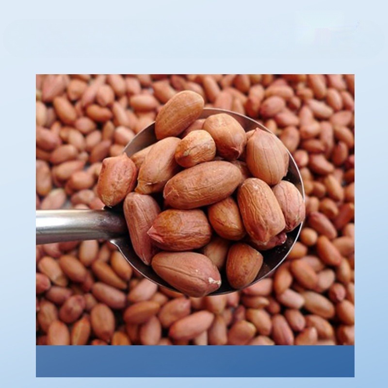 땅콩까는기계 자동 탈곡기 땅콩 탈피기 터는기계 모터 방앗간 - 상세 이미지 5