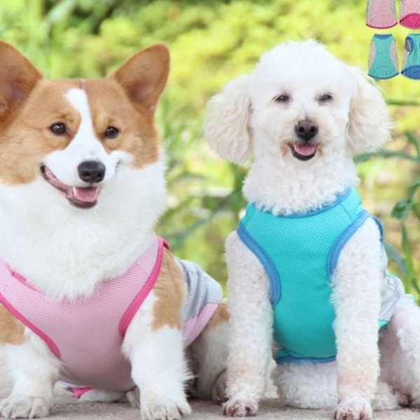 냉감 강아지 여름 조끼 쿨티 강아지 쿨링 조끼 반려견 산책 - 메인 이미지