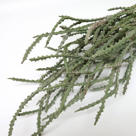 마켓터치드 티루칼리 유포르비아 인조선인장 장식용조화 촬영소품조화