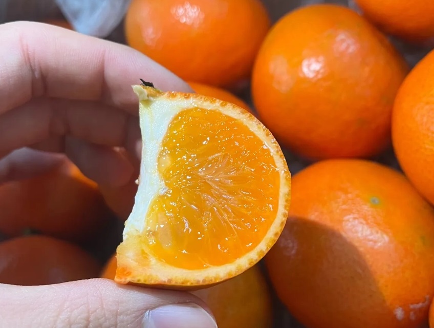 제주 고당도 홍매향 붉은귤 빨간귤 2.5kg - 상세 이미지 2