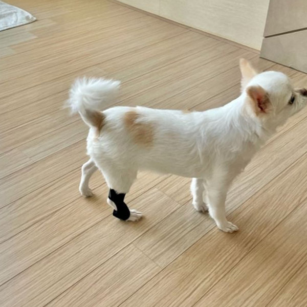 네오프렌 강아지 관절 보호대 슬개골 강아지 다리 보호대 소형견 무릎 - 상품 이미지
