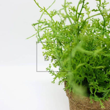 데이슬롯 와일드카스피아 포트조화 인공나무 실내인조나무