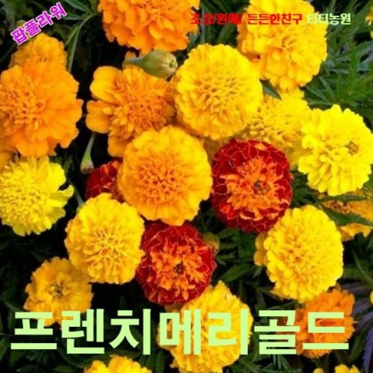 팝플라워 프렌치메리골드 쁘띠 혼합 씨앗 10립 - 상품 이미지