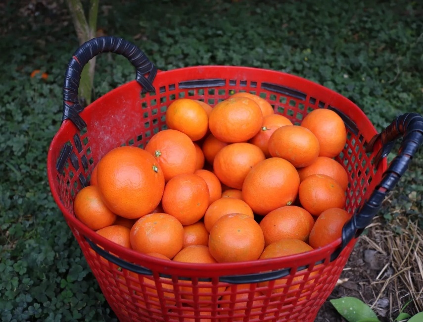 제주 고당도 홍매향 붉은귤 빨간귤 2.5kg - 상품 이미지