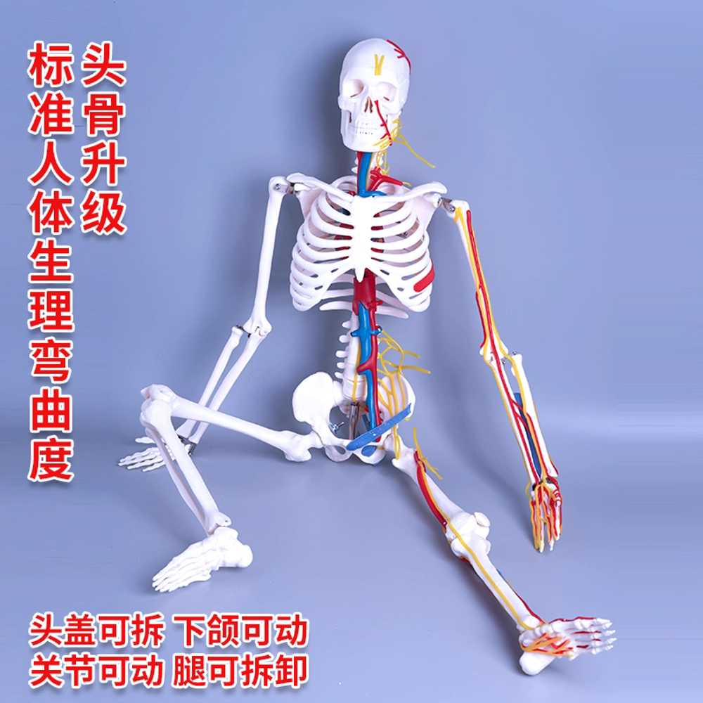 인체 해골 모형 실험실 해부학 교육 보조 골격 도구 A - 상세 이미지 4