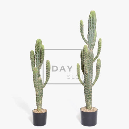 데이슬롯 무륜주 선인장장식 사무실조화 조화플랜테리어