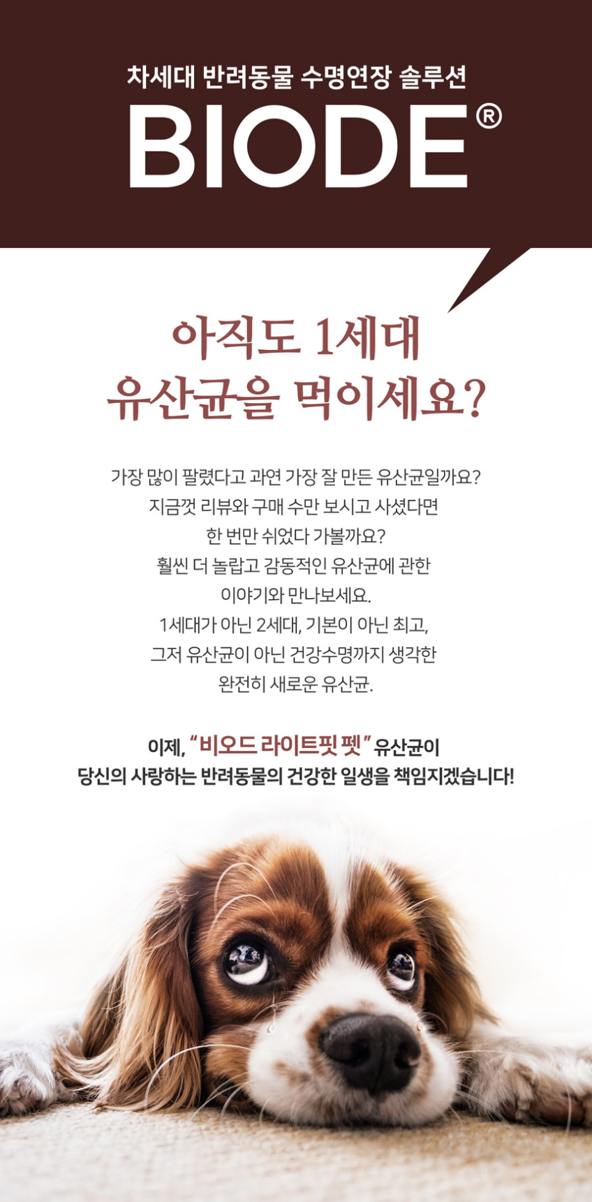 비오드 프리미엄 차세대 강아지유산균 AF균주 장건강 프로바이오틱스 항비만 30포, 1개 판매처 상세 정보 이미지 1
