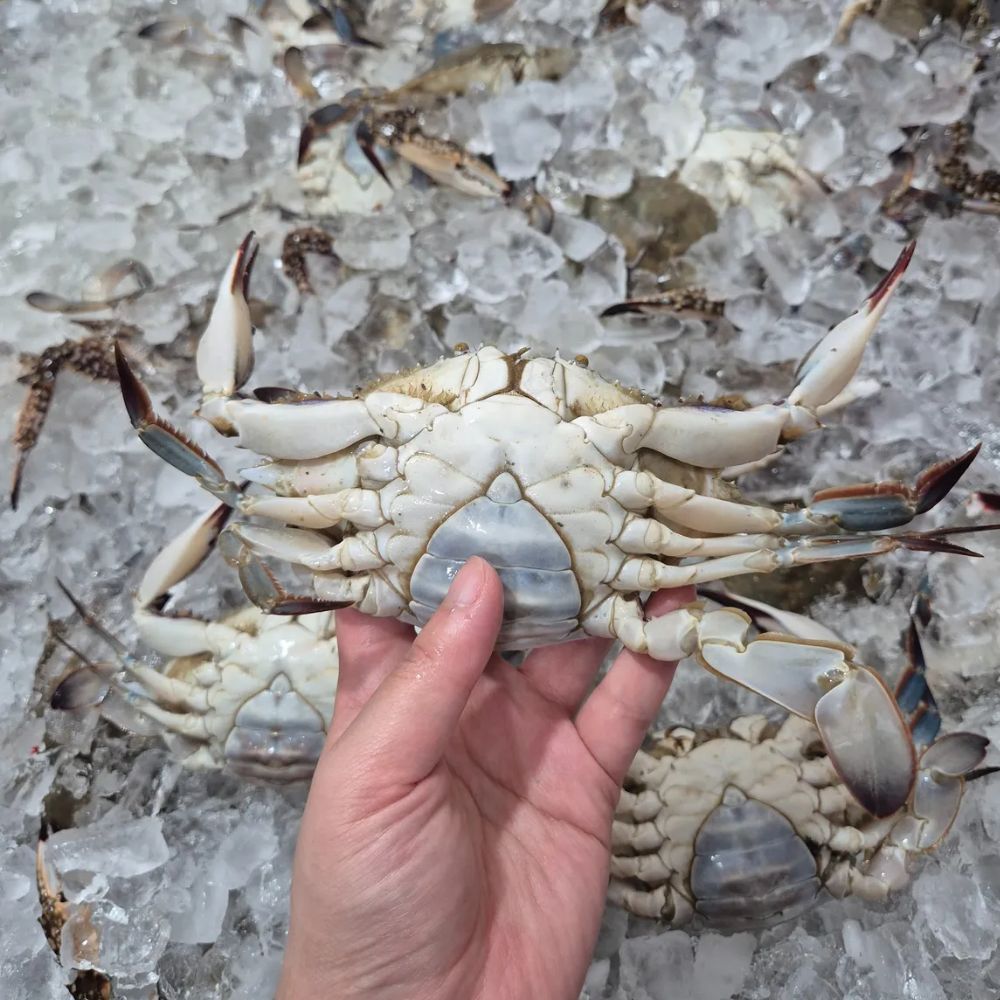 급냉 꽃게 1kg 암꽃게 숫꽃게 냉동꽃게 - 메인 이미지