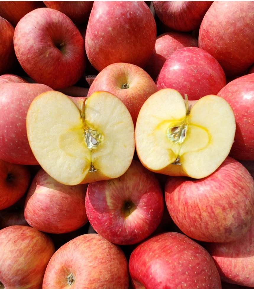 사과 청송 안동 부사 꿀사과 가정용 못난이