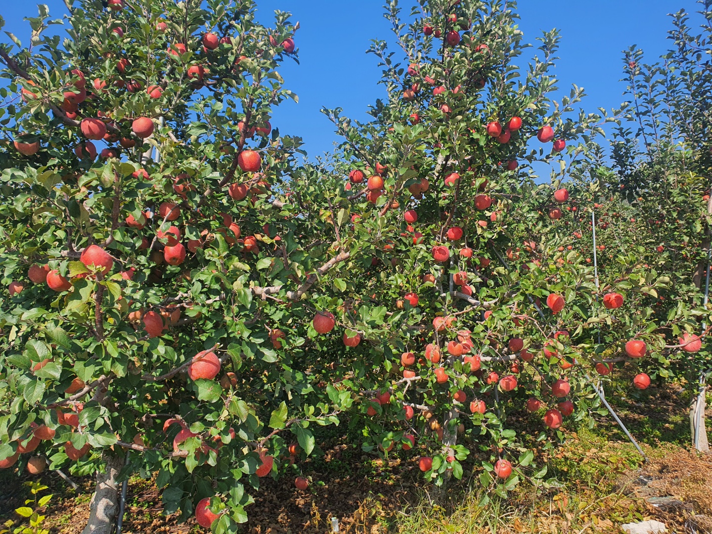 사과 청송 안동 부사 꿀사과 가정용 못난이