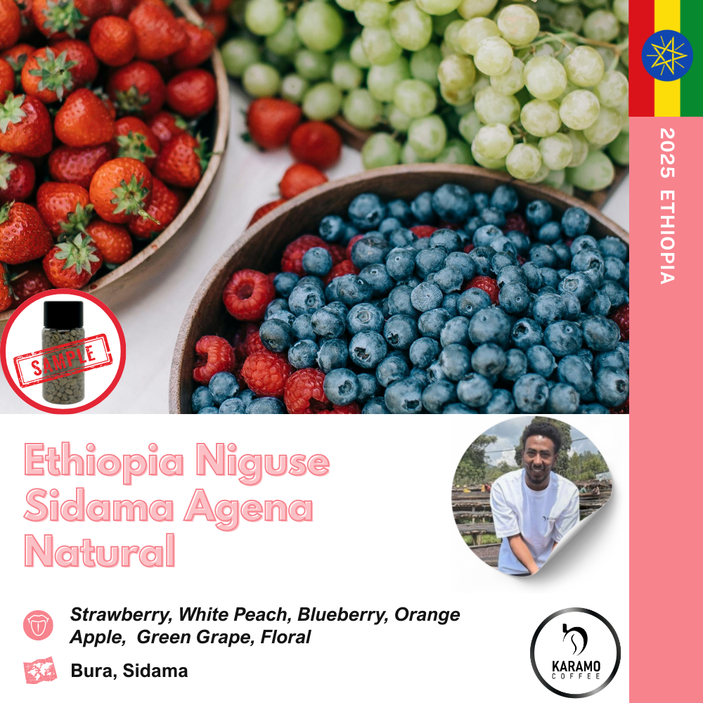 에티오피아 니구세 시다마 벤사 아제나 내추럴