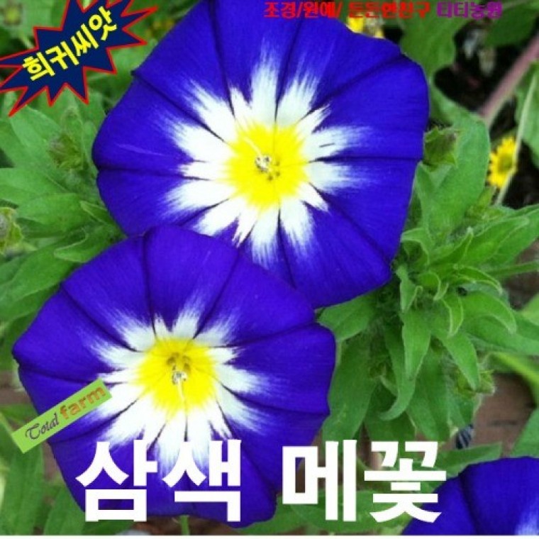 삼색메꽃 혼합 씨앗 10립 영하6도 월동 - 상품 이미지