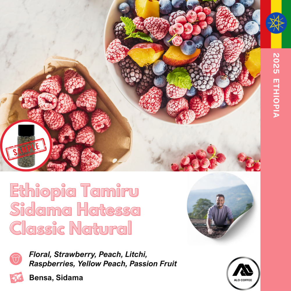 에티오피아 타미루 시다마 벤사 하테사 내추럴
