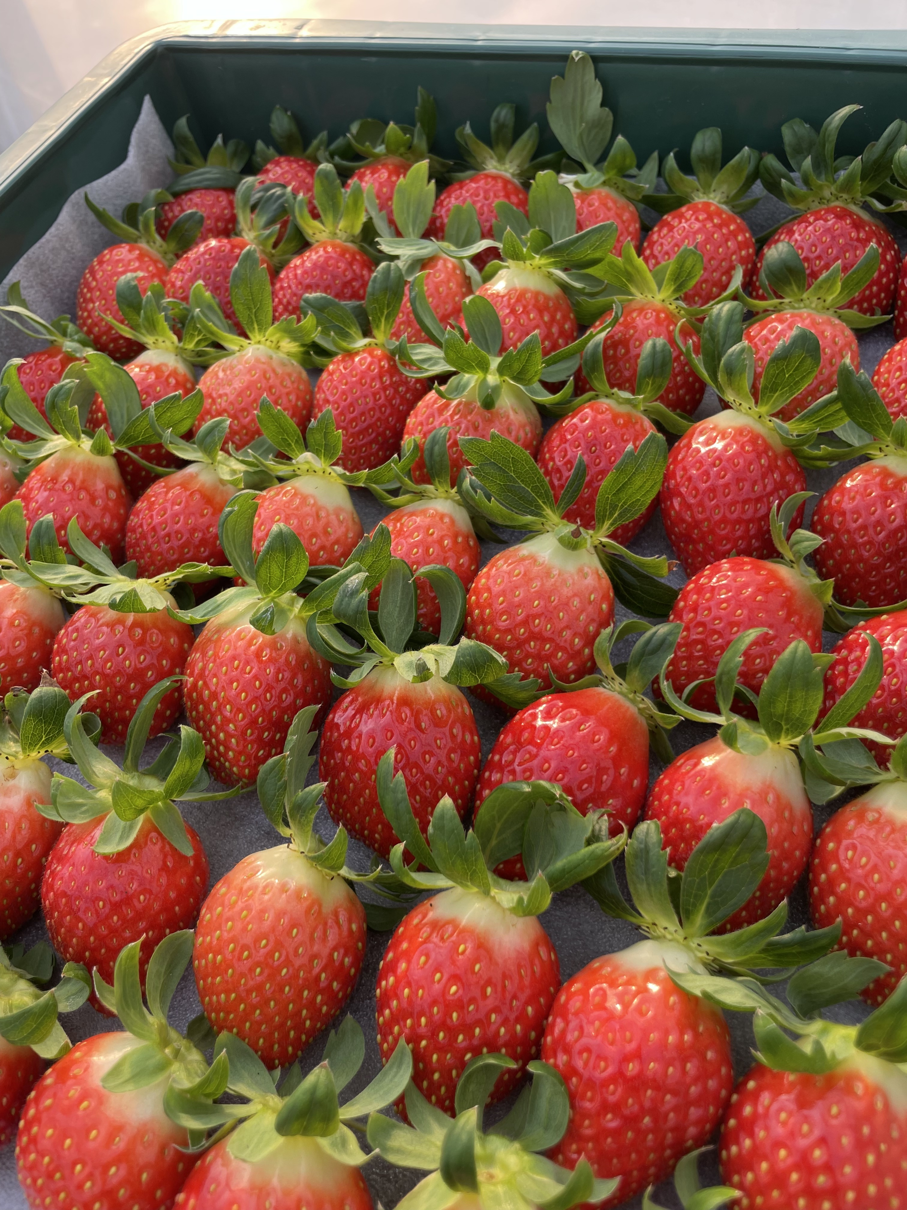 [오플룻트] 산지직송 설향 딸기 스위트베리 1kg - 상세 이미지 4