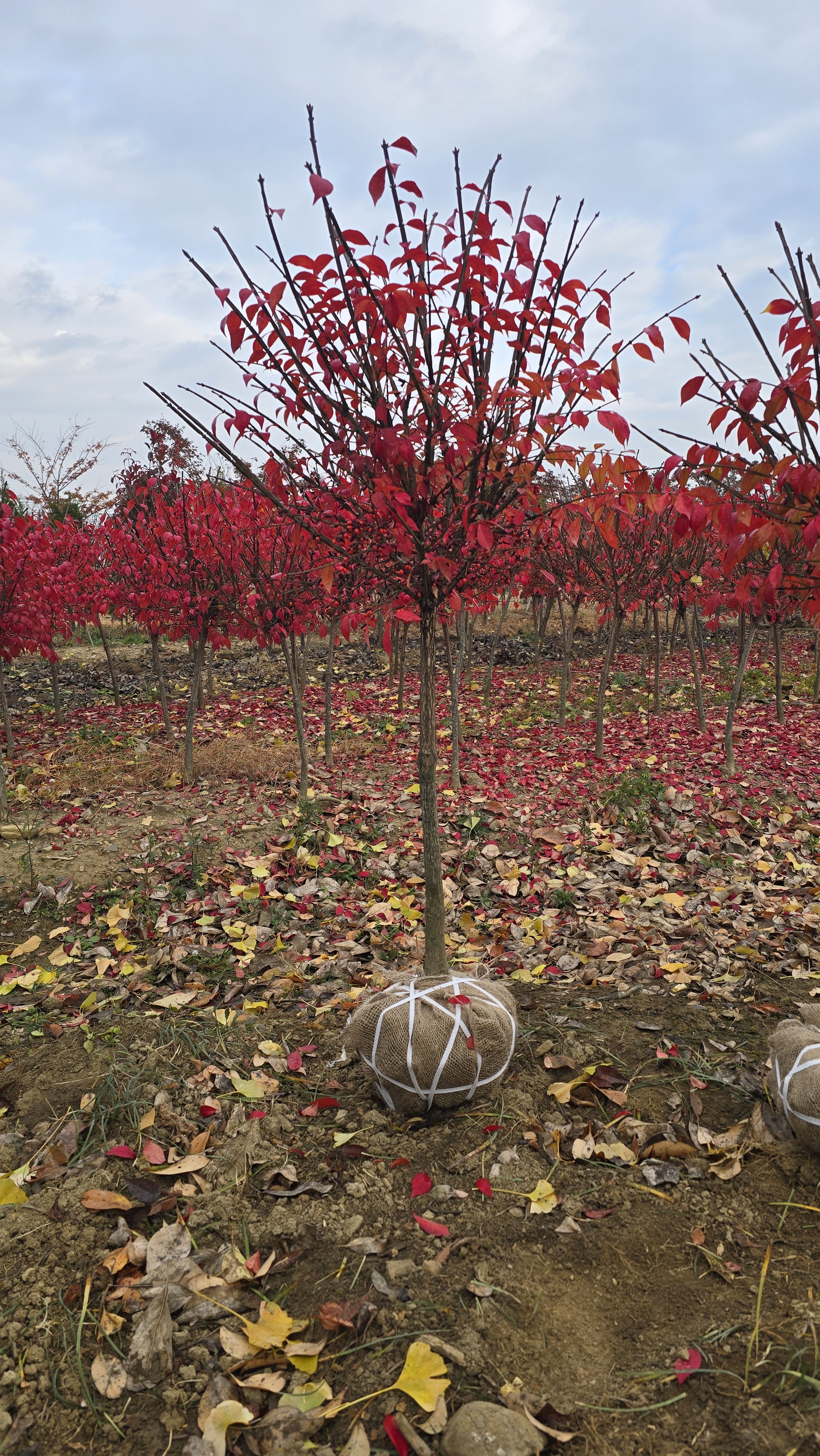 (노지분달이) 외목대 콤팩트화살나무 세계 3대 홍엽수 제품 이미지