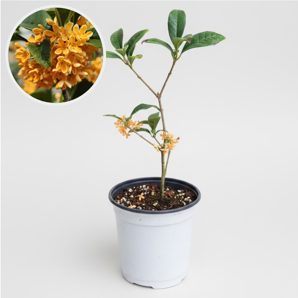 금목서 포트묘 만리향 제품 이미지