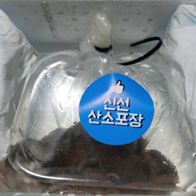 자연가득 산소포장 산낙지 중대 사이즈 1kg 7-10미 - 상세 이미지 5