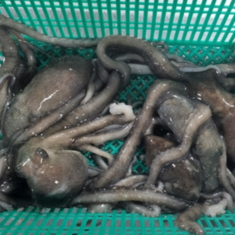 자연가득 산소포장 산낙지 중대 사이즈 1kg 7-10미 - 상세 이미지 2