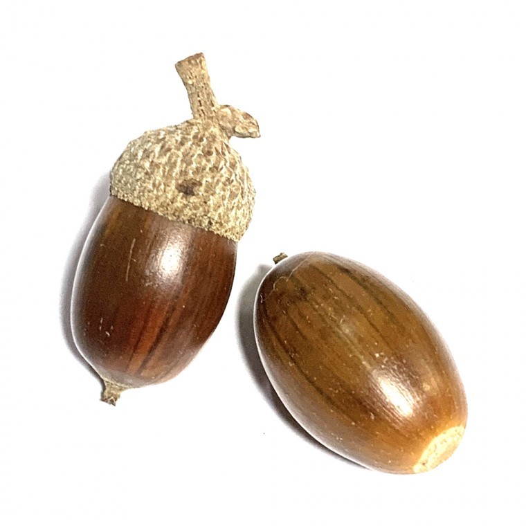 가을 열매 졸참나무 도토리 - 상품 이미지